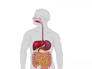 Alkohols påvirkning af kroppen - Alkoholens vej fra mund til mave